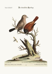 De kinesiske spurve, 1749-73